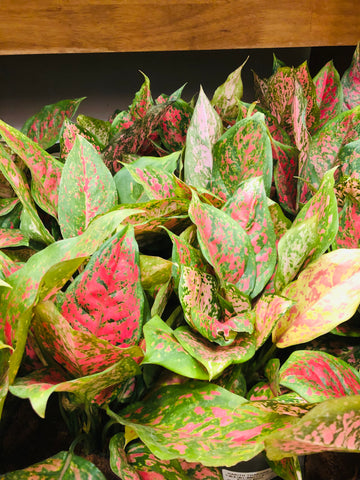 Aglaonema red