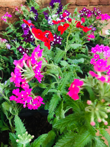 verbena plant