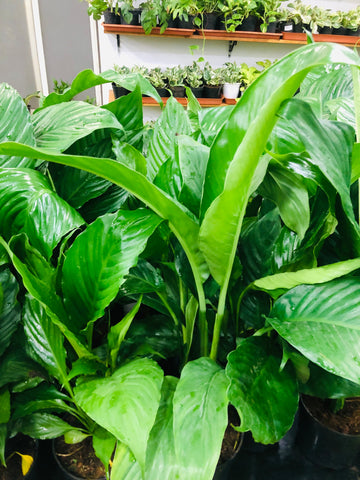 Spathiphyllum (Peace Lily Plant)