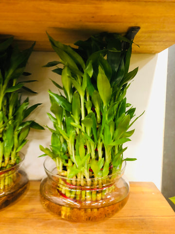 Lucky Bamboo