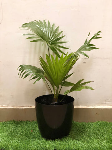 Table Palm