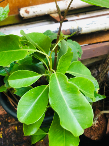 sapote tree