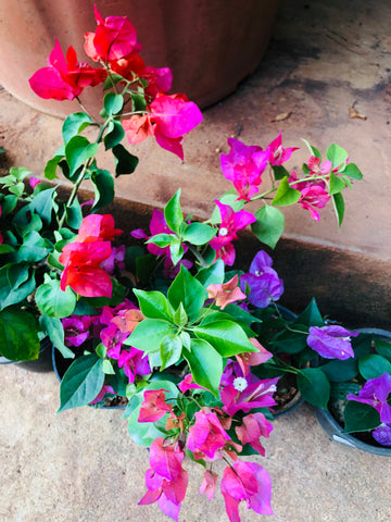 Bougainvillea