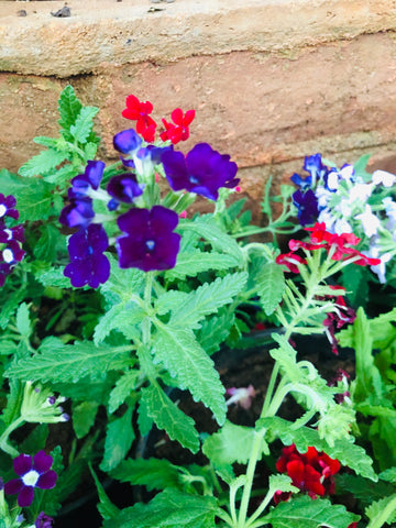 verbena plant