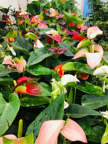 Anthurium