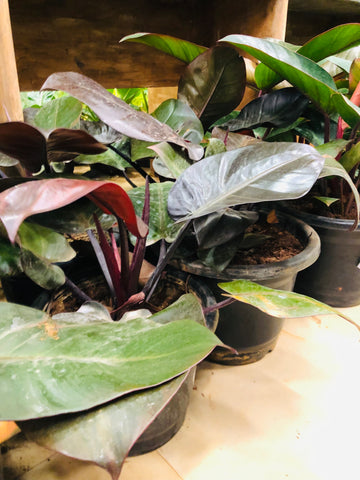 philodendron black