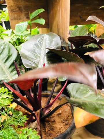 philodendron black