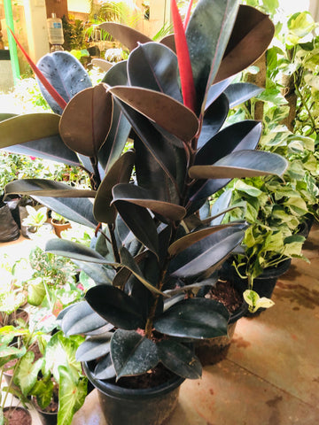 Ficus Rubber