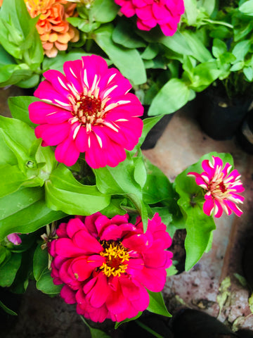 Zinnia