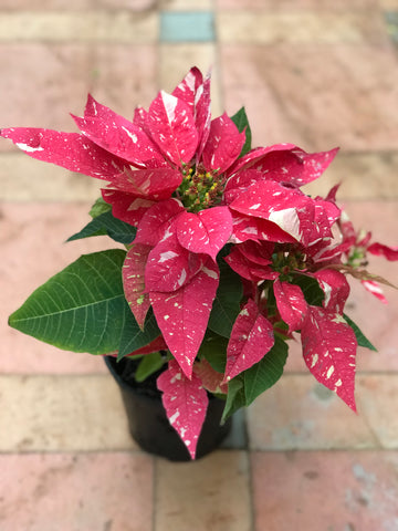 Poinsettia