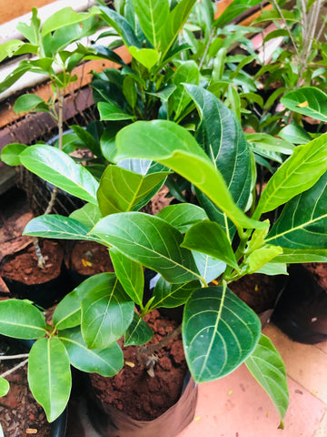 jackfruit tree