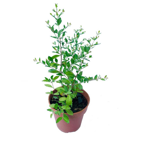 Henna plant / Maruthani