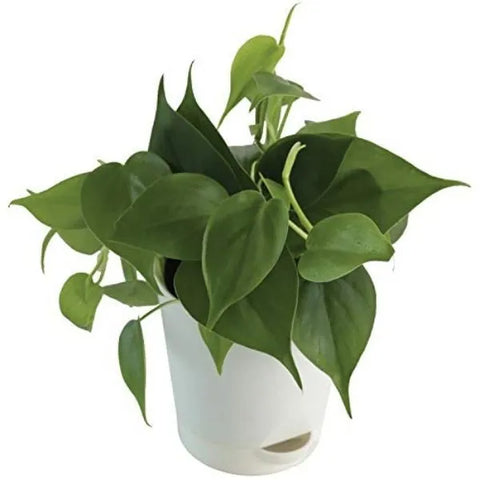 Philodendron royal king