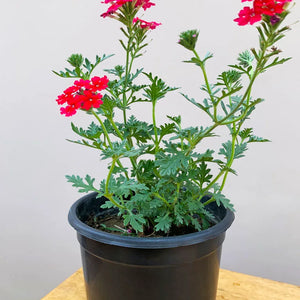 verbena plant