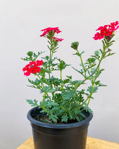 verbena plant