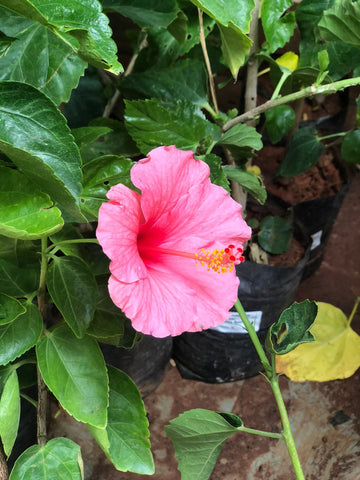 HIBISCUS hybrid