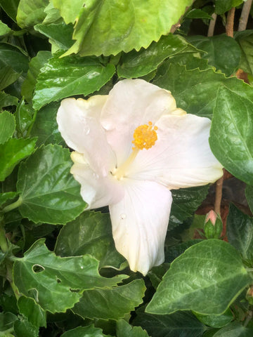 HIBISCUS hybrid