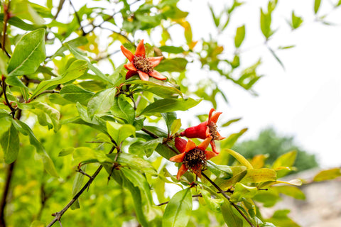 pomegranate tree