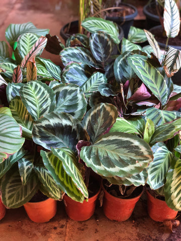 Calathea varieties