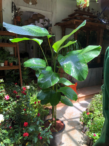 Calathea lutea