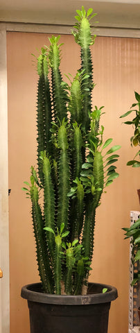 Euphorbia Trigona Exotic cactus