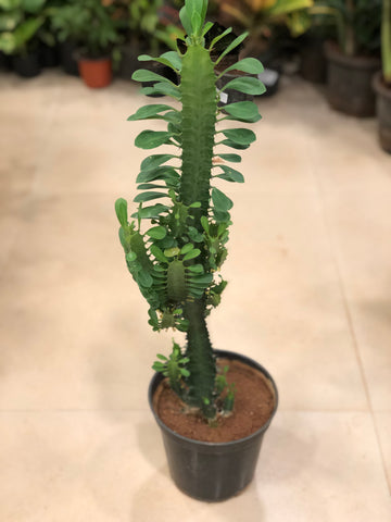 Euphorbia Trigona Exotic cactus
