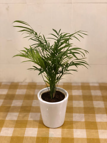 Cane palm Table Top variety