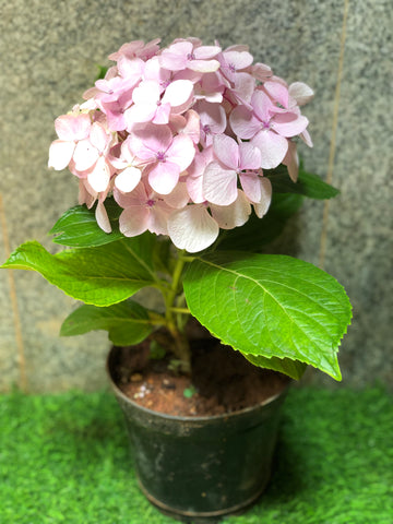 Hydrangea asorted