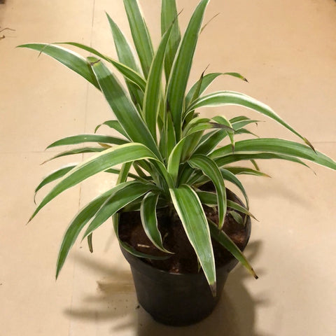 Chlorophytum comosum / spider plant