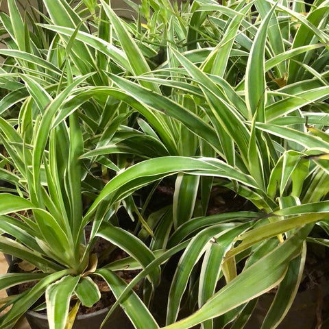Chlorophytum comosum / spider plant