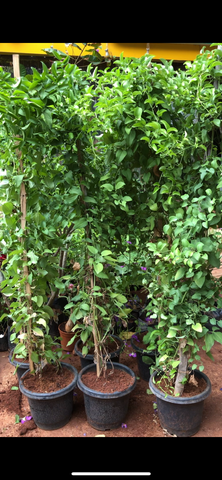 Bridal creeper
