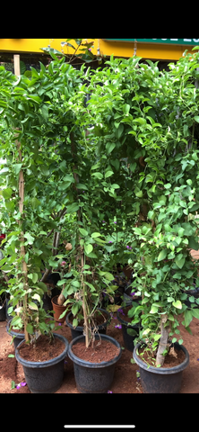 Bridal creeper