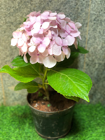 Hydrangea asorted