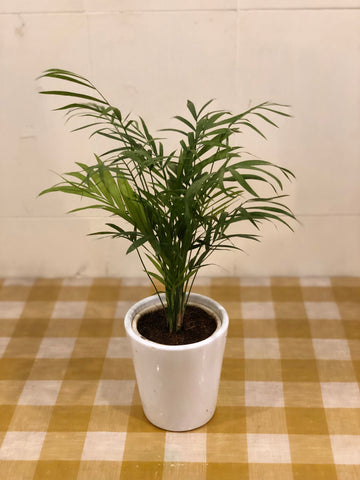 Cane palm Table Top variety