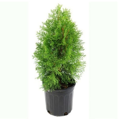 thuja plant