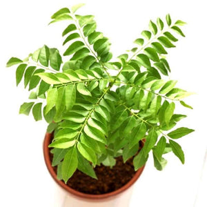 Curry leaves / Kaṟivēppilai