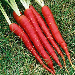 red long carrot seeds