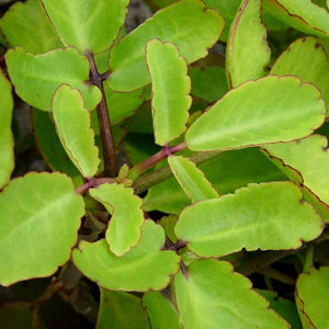 Ranakalli plant / Bryophyllum pinnatum