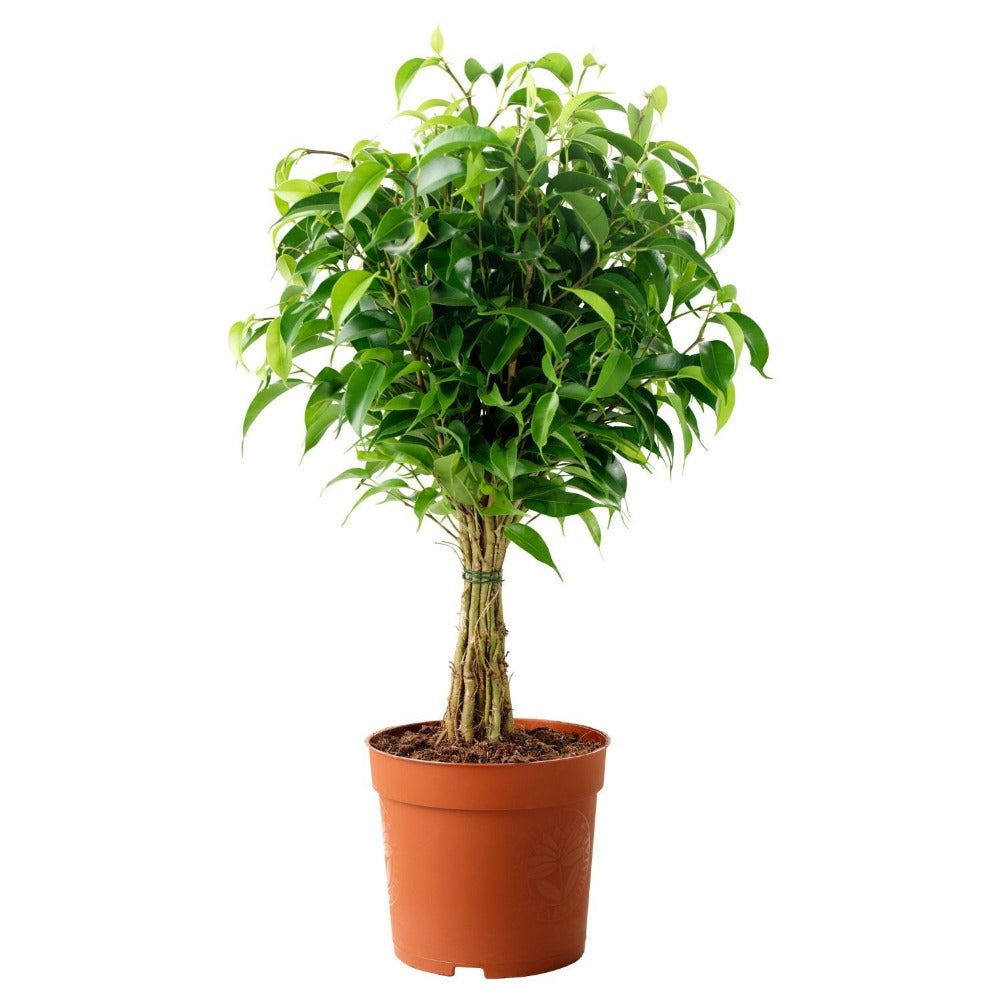 Ficus Benjamina .S