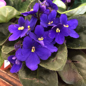African violet