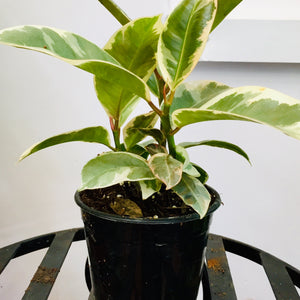 Ficus Rubber (variegated)