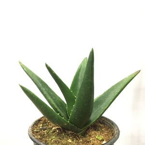 Aloe Vera succulent