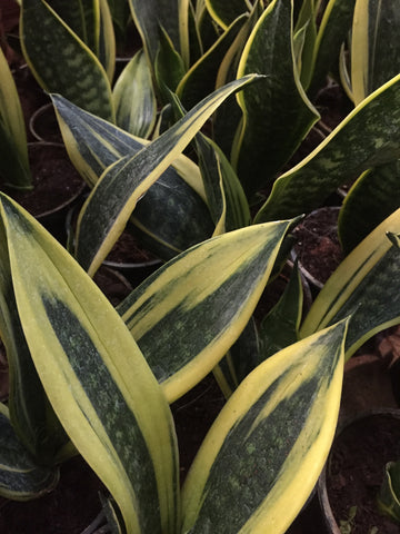 Snake plant / Sanseviera