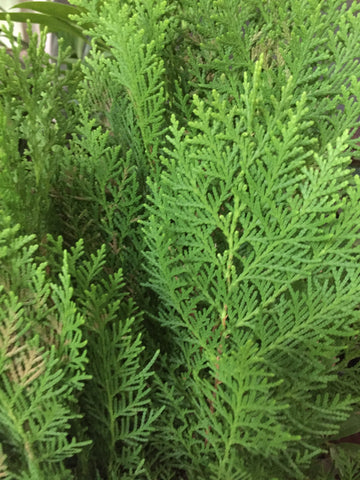 thuja plant