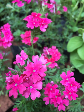 verbena plant