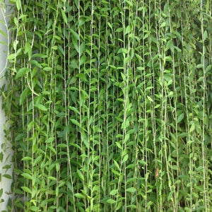 Vernonia Elaeagnifolia / Curtain Creeper