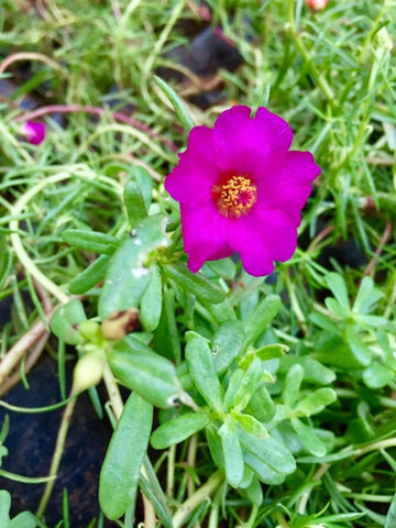 Table Rose / Bud Rose