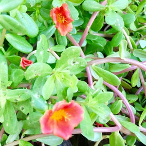 Table Rose/ Bud Rose