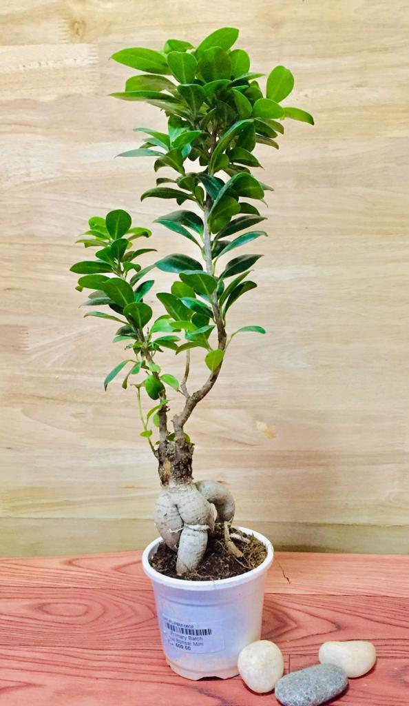 Ficus Bonsai