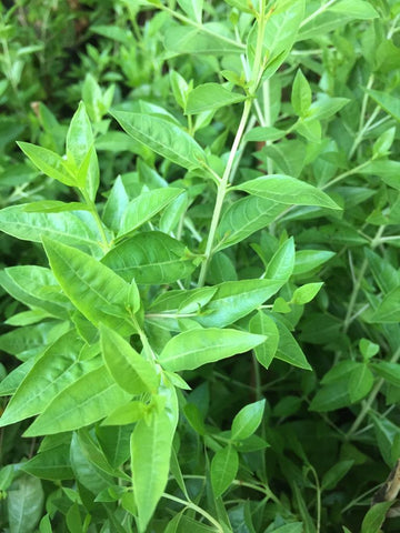 Henna plant / Maruthani